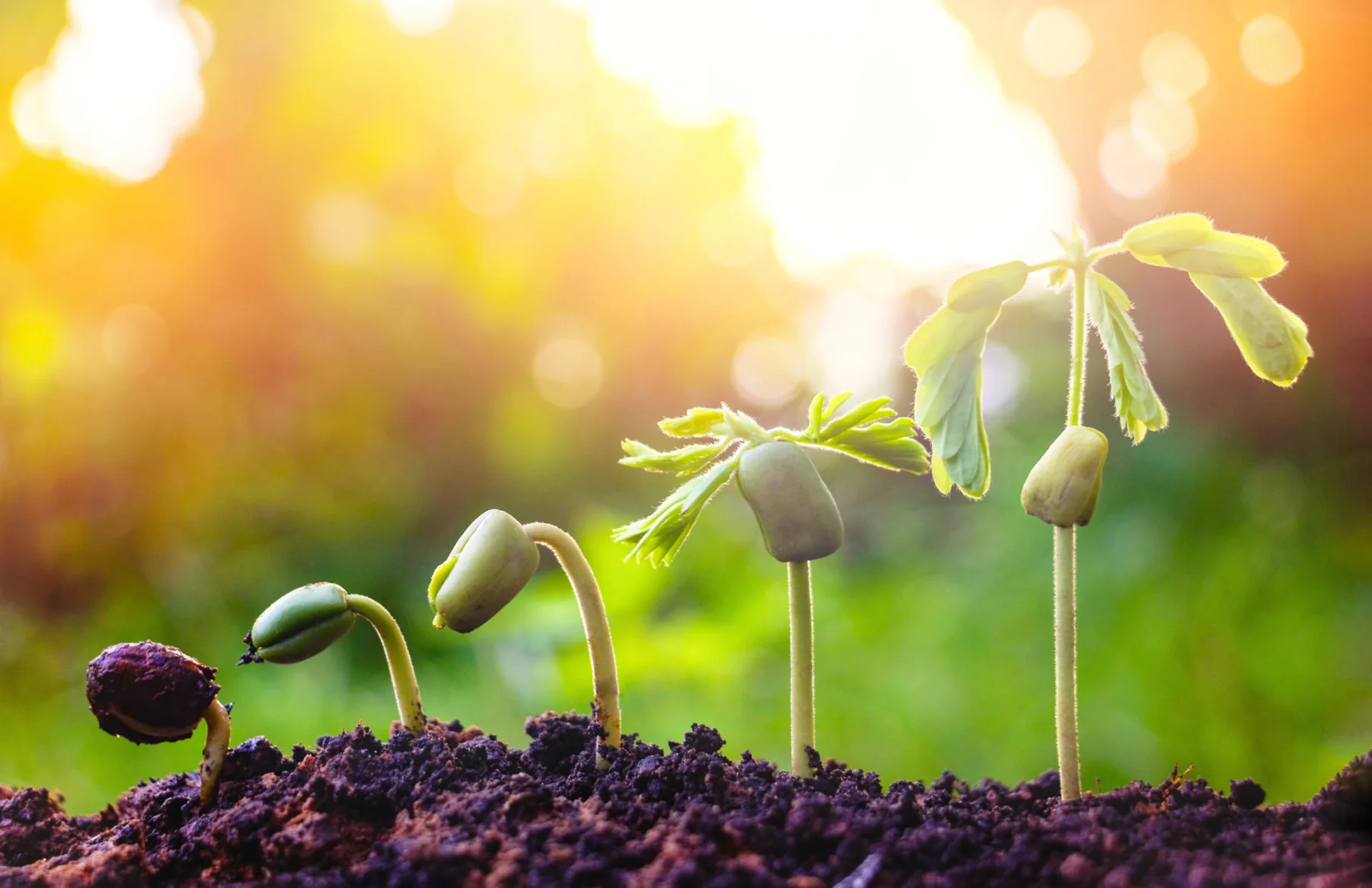 Helping People to Grow